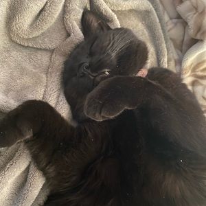 Meet your Posher, Kyrra